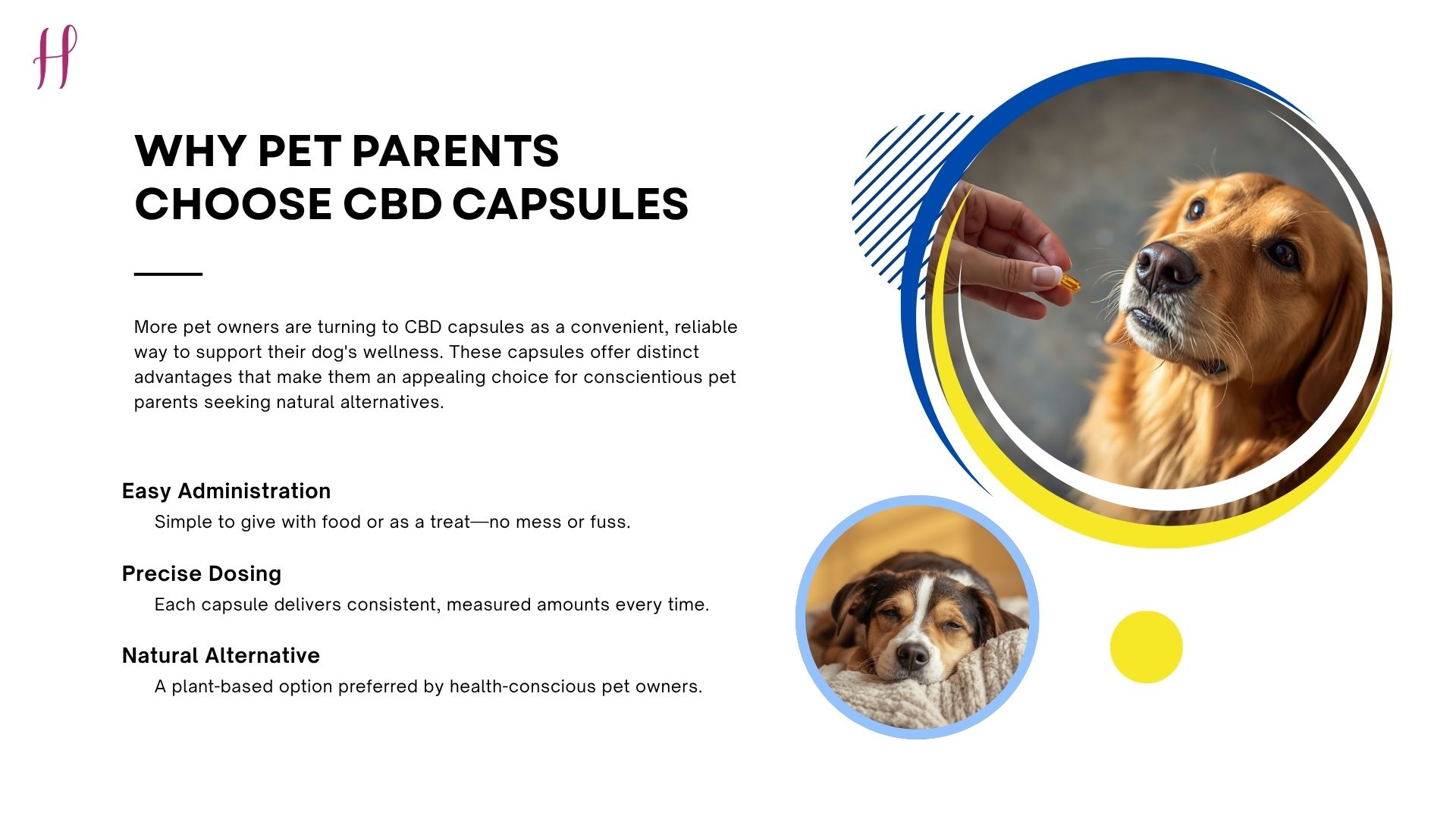 reasons to choose CBD capsules for dogs, easy use and precise dosing.